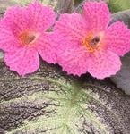 Photo Episcia, pink herbaceous plant