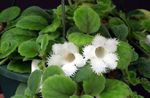 Photo Episcia, white herbaceous plant